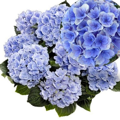Hydrangea macrophylla 'Florentina Blue' - Suurelehine hortensia 'Florentina Blue' C1/1L 